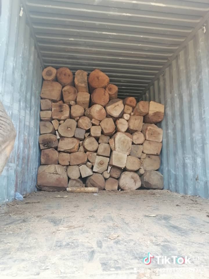 African Maple
