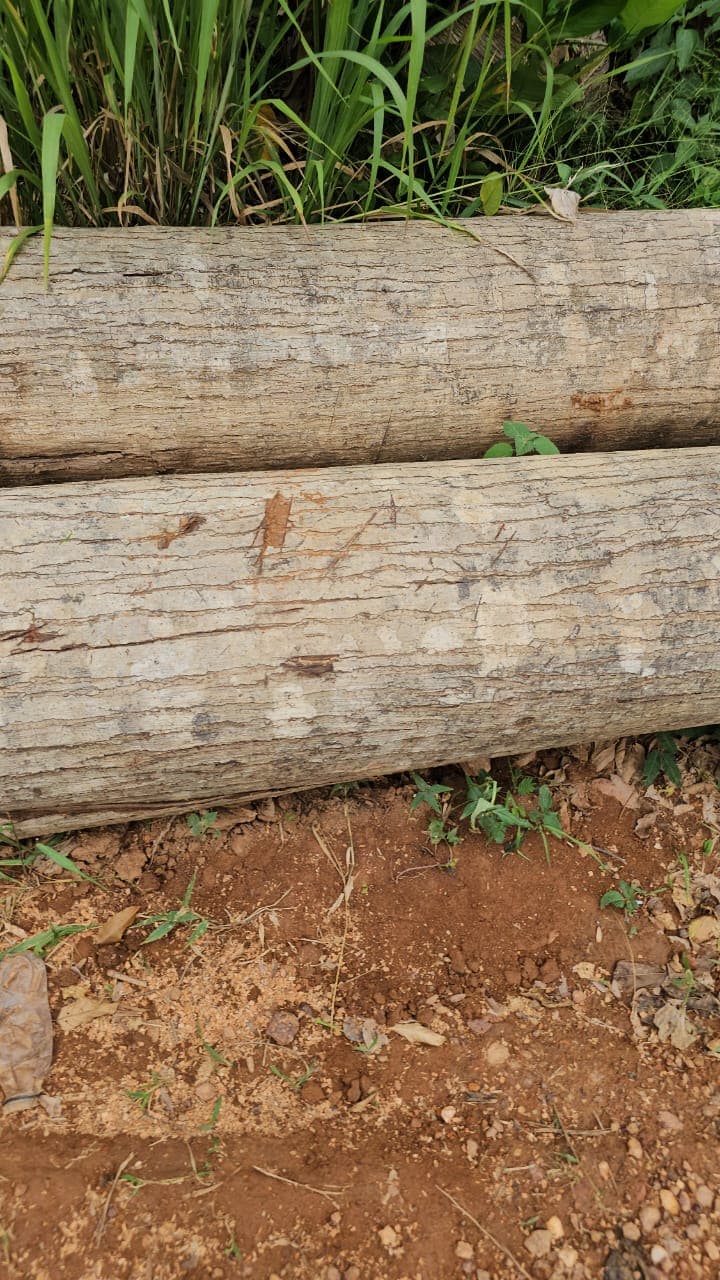 Cenya Timber